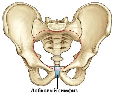 Симфизит Симфизит